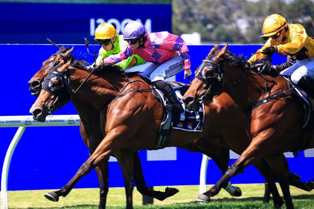 Pferdesport, Galopp, Renntag in Rosehill Gardens