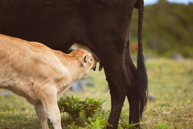 Internationaler Tag der Milch am 1. Juni