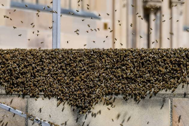 Wespen und Bienen sorgen unter Tieren für die meisten Todesfälle in Deutschland - Archivbilder