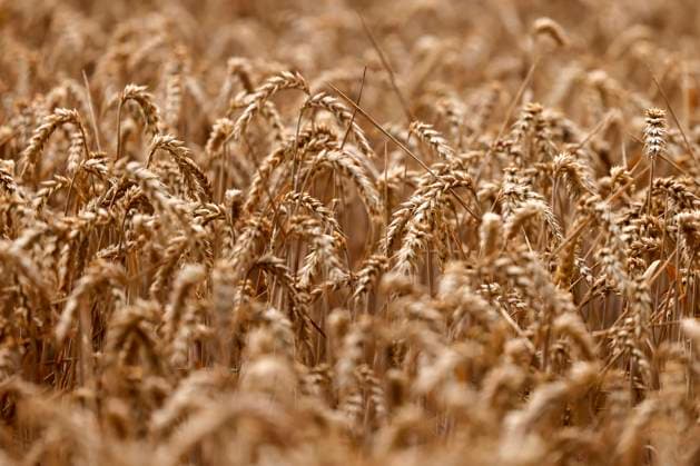 Bauernverband befürchtet teils totalen Ernteausfall wegen Trockenheit, Archivbilder