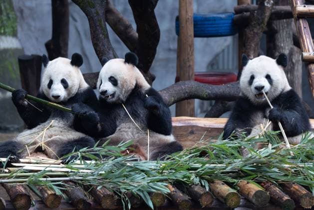 Pandas im Zoo von Chongqing