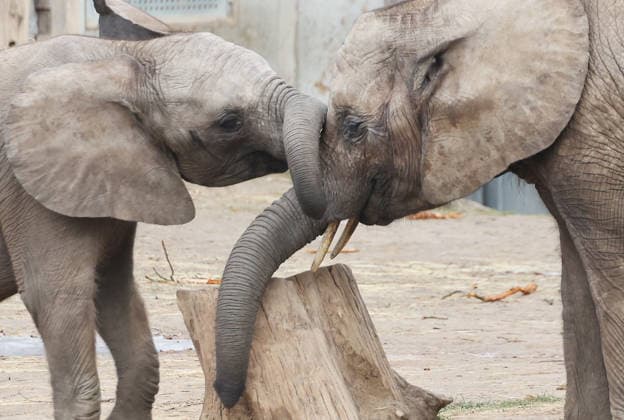 Elefanten im Bergzoo Halle