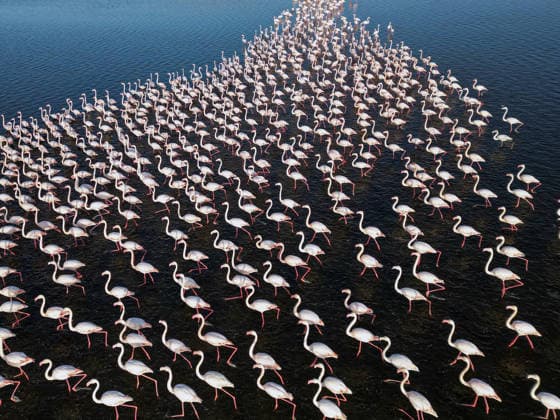 Flamingos im Qarun Lake in Ägypten