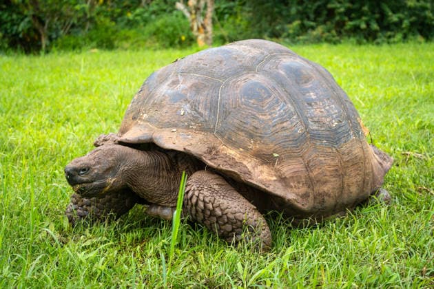 Welt-Schildkröten-Tag am 23. Mai
