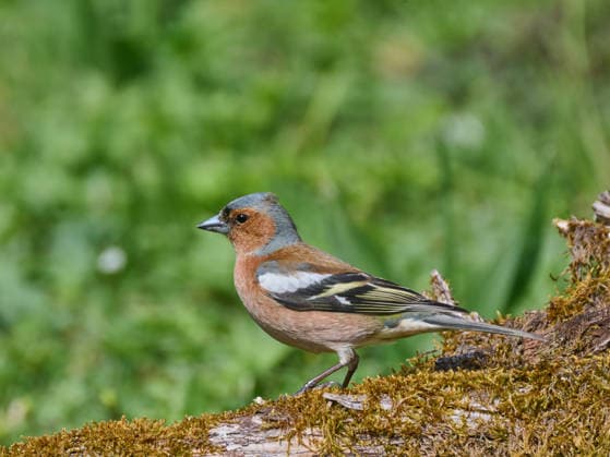 Zahl der Gartenvögel geht weiter zurück, Archivbilder