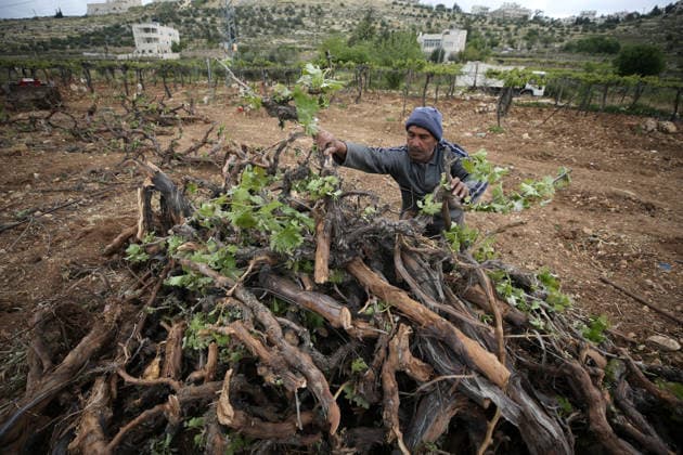 Nahostkonflikt, Westjordanland, Zerstörte Weinstöcke in Hebron