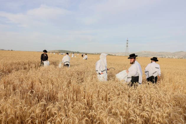 Westjordanland, Ultraorthodoxe ernten Weizen von Hand