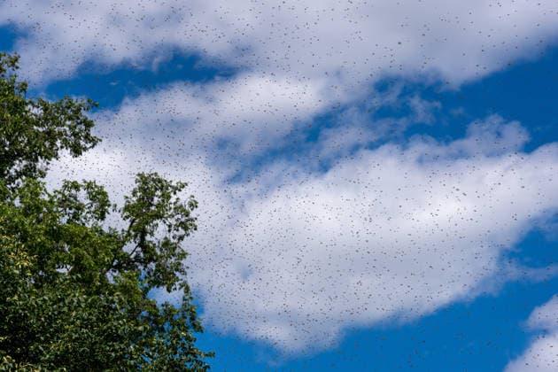 USA, Bienenschwarm hat sich am Weißen Haus eingenistet