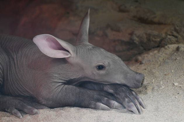 Tschechien, Erdferkel Nachwuchs im Zoo in Olmütz