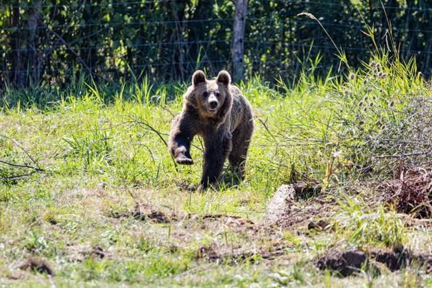 Frankreich, Verwaiste Bären ziehen in den Tierpark von Sainte-Croix