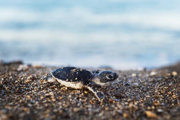 Türkei, Unechte Karettschildkröten auf dem Weg ins Meer bei Antalya