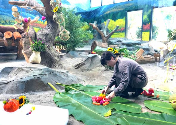 Riesenpanda in Mianyang