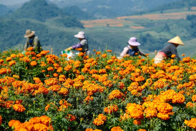 China, Ernte von Ringelblumenblüten in Mengzi
