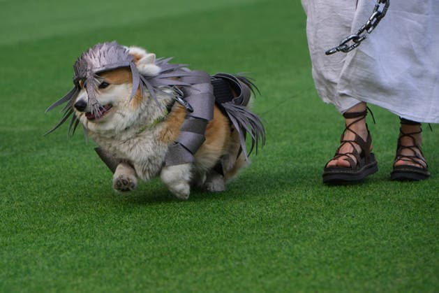 Litauen, Corgi-Rennen in Vilnius