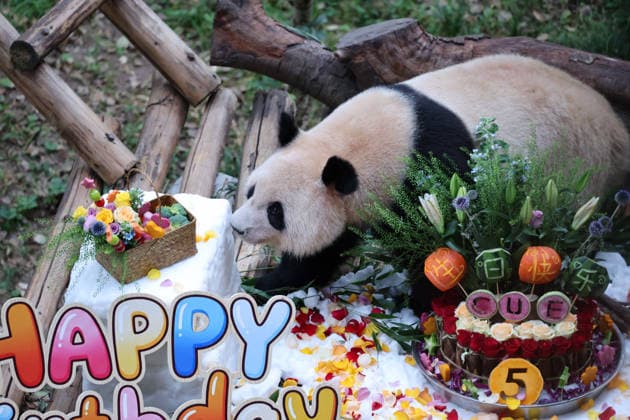 China, Panda Geburtstag in Chongqing