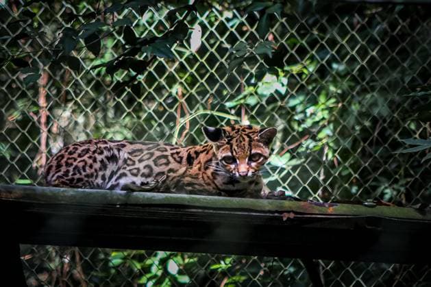 Neue Katzenart Leopardus tilcayo in Bolivien entdeckt, Archivbilder