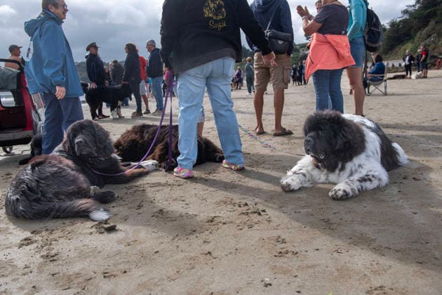 Frankreich, Französische Wasserrettungsmeisterschaft für Hunde in Brehec