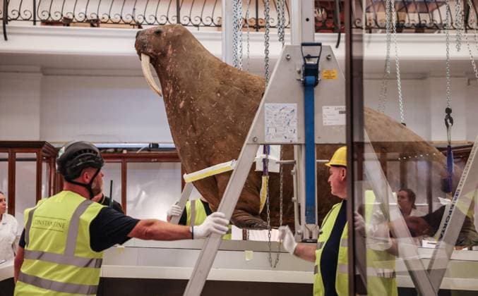 Großbritannien, Horniman Museum positioniert berühmtes überstopftes Walross, London