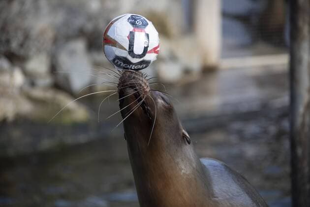 Sport Themen der Woche KW03 Sport Bilder des Tages Orakel Astrid im Zoo Handball WM Koeln Deutschland Datum: 18.01.2019