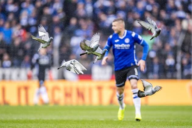 Sport Themen der Woche KW09 Sport Bilder des Tages 03.03.2019, Fußball, GER, Saison 2018 2019, 2. Bundesliga, 24. Spieltag, DSC Arminia Bielefeld - SV Darmstadt 98 in der Schüco-Arena in Bielefeld. Tauben fliegen während des Spiels über den Rasen. DFL REGULATIONS PROHIBIT ANY USE OF PHOTOGRAPHS AS IMAGE SEQUENCES AND OR QUASI-VIDEO. Copyright: xKirchner DavidxInderliedx