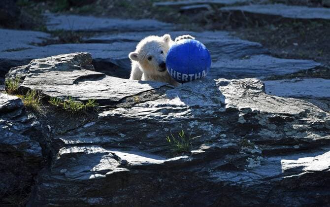 Sport Themen der Woche KW14 Sport Bilder des Tages Tierpark Berlin-Friedrichsfelde, das Eisbär-Mädchen (geb. am 1. Dezember 2018) erhielt heute offiziell den Namen Hertha, im Bild: Eisbär-Mädchen Hertha, zur Taufe gab es etwas zu Essen und einen Ball mit der Aufschrift Hertha, 02.04. 2019, Copyright: xMatthiasxKochx