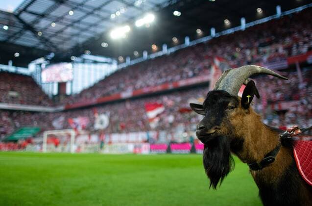 Bilder des Jahres 2019, Sport 08 August Köln, 23.08.2019 Geißbock Hennes IX 1. FC Köln - Borussia Dortmund DFL regulations prohibit any use of photographs as image sequences and or quasi-video