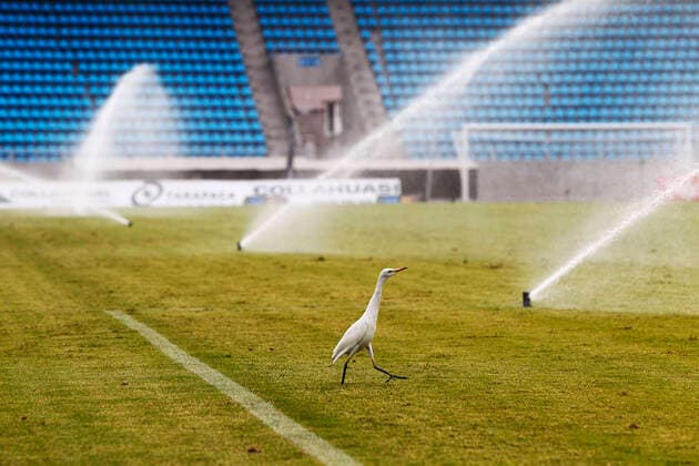 Bilder des Jahres 2021, Sport 04 April Sport Themen der Woche KW13 Sport Bilder des Tages Futbol, Deportes Iquique vs Coquimbo Unido. Primera fecha, Campeonato Nacional Primera B 2021. Una ave somete a la cancha durante el partido de primera B entre Deportes Iquique y Coquimbo Unido disputado en el estadio Tierra de Campeones. Iquique, Chile. 04 04 2021 Alex Diaz Photosport