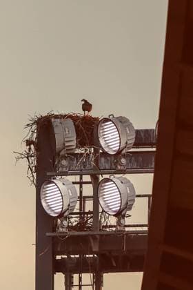 August 23, 2025, Washington Dc, District Of Columbia, USA: Washington, D.C.: An osprey nest sits atop a light standard at Audi Field during an MLS, Fussball Herren, USA game on Saturday, August 23rd, 2025 at Audi Field. The DC United and Inter Miami CF played to a 1-1 draw. Washington Dc USA - ZUMAp258 20250823_znp_p258_006 Copyright: xStevexPrakopex