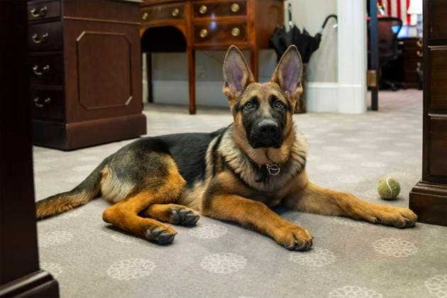 January 20, 2022, Washington, DC, United States of America: Commander, the pet dog of U.S President Joe Biden poses during a visit to the Outer Oval Office of the White House, January 20, 2022 in Washington, D.C. Copyright: xAdamxSchultzx