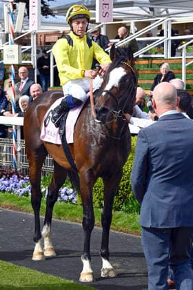 15.05.2026, York, North Yorkshire, GBR - Rahiebb with Ray Dawson up after winning the Yorkshire Cup. York racecourse. (Pferd, Jockey, Rahiebb, Dawson, Sieg) 260515C994YORK.JPG
