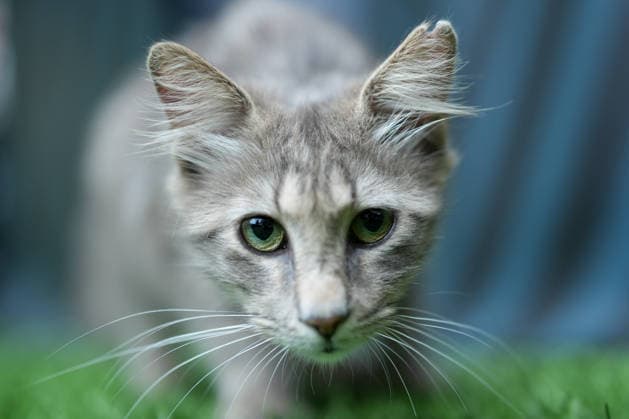 Katze im Stadion, Stadionkatze , Türkei, Fussball, UEFA Europa League, Finale, 2025 2026, SC Freiburg vs. Aston Villa, 20.05.2026, TüpraÅü Stadium, BeÅüiktaÅü Park, Istanbul Istanbul TüpraÅü Stadium, BeÅüiktaÅü Par Istanbul Türkei Copyright: xArnexAmbergx