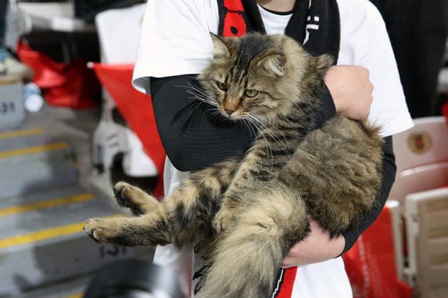 20.05.2026, xrekx, Fussball Europa League Finale 2026, SC Freiburg - Aston Villa v.l. Freiburg Fan mit einer Katze auf dem Arm (DFL DFB REGULATIONS PROHIBIT ANY USE OF PHOTOGRAPHS as IMAGE SEQUENCES and or QUASI-VIDEO) Istanbul