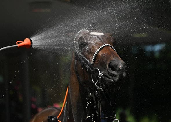 25.05.2026, xophax, kölngalopp , Rennbahn Weidenpesch , Benefiz Renntag , Pferde werden nach dem Rennen mit Wasser versorgt. Koeln