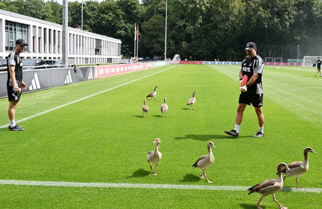 03.08.2026, xophax, Fussball 1.Bundesliga, 1.FC Koeln Training am Geissbockheim des 1.FC Köln. Gänse auf dem Platz 1. Trainer RenÃ Wagner , links und Torwarttrainer Peter Greiber ( beide 1.FC Köln ) . Köln