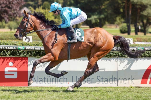 08.08.2026, Krefeld, Nordrhein-Westfalen, GER - Why Limit mit Enzo Crublet gewinnt. Galopprennbahn Krefeld-Stadtwald. (Pferd, Jockey, Why Limit, Crublet, Sieg, Ziel, Zielankunft) 260808SG944KREFELD.JPG