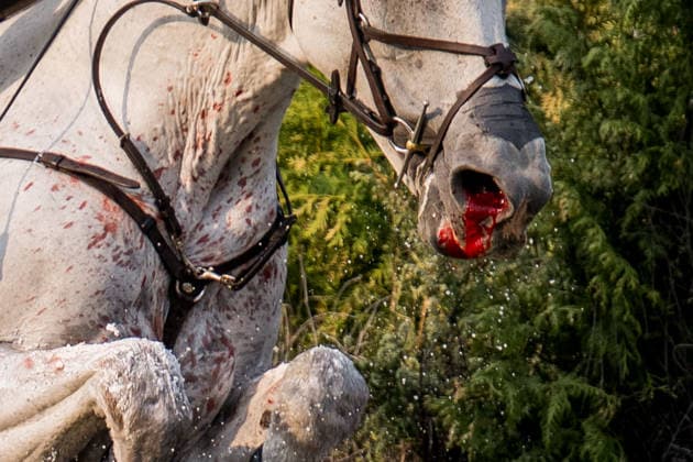 260815 Horse Rocket Man with blood on the mule during the Eventing Cross-Country during day 5 of the 2026 FEI World Championships on August 15, 2026 in Aachen. Photo: Emma Wallskog BILDBYRAN kod EW EW0685 ridsport equestrian rid-vm 2026 2026 fei world championships bbeng ridsport-vm fälttävlan eventing terrängritt terräng skada blod genre blood Copyright: EMMAxWALLSKOG BB260815EW004