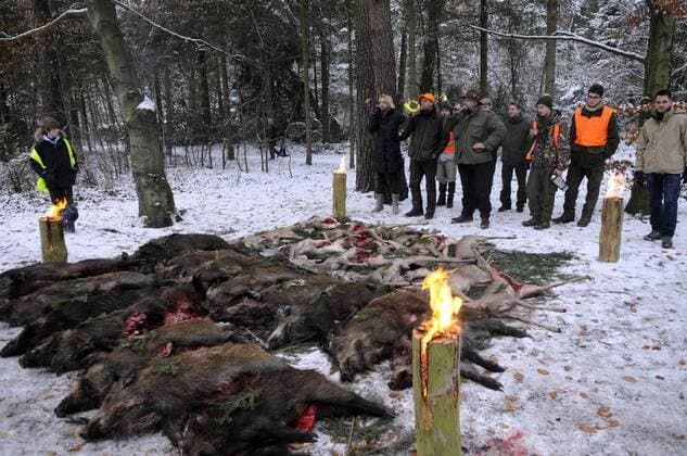 08 . 12 . 2012 , Brandenburg Stahnsdorf : Treibjagd auf dem Friedhof in Stahnsdorf. 29 Tiere ( 17 Wildschweine und 12 Rehe ) wurden erlegt .
