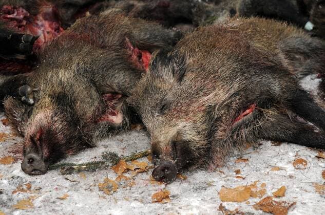 08 . 12 . 2012 , Brandenburg Stahnsdorf : Treibjagd auf dem Friedhof in Stahnsdorf. 29 Tiere ( 17 Wildschweine und 12 Rehe ) wurden erlegt .