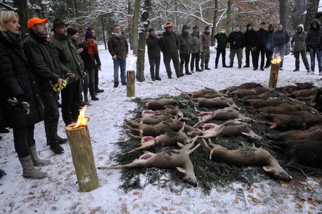 08 . 12 . 2012 , Brandenburg Stahnsdorf : Treibjagd auf dem Friedhof in Stahnsdorf. 29 Tiere ( 17 Wildschweine und 12 Rehe ) wurden erlegt .