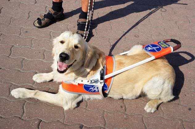 50 Halter von Blindenhunden haben am Freitag (16.09.2016) mit ihren Tieren in Berlin fuer mehr Ruecksichtnahme geworben. Anlass war der 100. Jahrestag der Ausbildung von Blindenfuehrhunden in Deutschland. Die Aktion auf dem Berliner Alexanderplatz war eingebettet in das Treffen von Fuehrhundhaltern aus ganz Deutschland, das seit Donnerstag in der Bundeshauptstadt laeuft und noch bis Sonntag dauert. Im Oktober 1916 hatte der Deutsche Verein fuer Sanitaetshunde den ersten systematisch ausgebildeten Blindenfuehrhund an den Kriegsblinden Paul Feyen uebergeben. Besucher konnten sich ueber Blindenfuehrhunde informieren und Probleme und Barrieren im Alltag erfahren. Mit verbundenen Augen konnten sie etwa in einem Simulator und mit echten Tieren eigene Erfahrungen mit Blindenhunden sammeln. (Siehe epd-Meldung vom 16.09.2016) Treffen zu 100 Jahren Blindenfuehrhunde Copyright: epd-bild RolfxZoellner EDITORIAL USE ONLY
