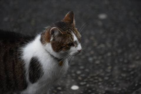 November 7, 2017 - London, United Kingdom - Larry, Downing Street cat is pictured outside Number 10, London on November 7, 2017. London United Kingdom  - ZUMAn230 20171107_zaa_n230_049 Copyright: xAlbertoxPezzalix