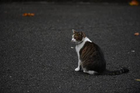 November 7, 2017 - London, United Kingdom - Larry, Downing Street cat is pictured outside Number 10, London on November 7, 2017. London United Kingdom  - ZUMAn230 20171107_zaa_n230_052 Copyright: xAlbertoxPezzalix