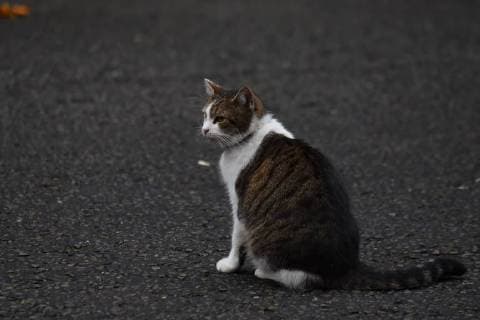 November 7, 2017 - London, United Kingdom - Larry, Downing Street cat is pictured outside Number 10, London on November 7, 2017. London United Kingdom  - ZUMAn230 20171107_zaa_n230_053 Copyright: xAlbertoxPezzalix