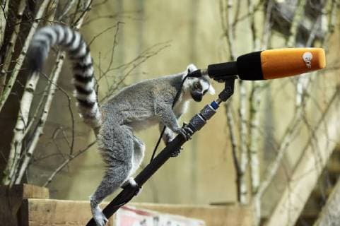 Entertainment Bilder der Woche Themen der Woche Bilder des Tages DEUTSCHLAND, HAMBURG, 12.01.2018 Tier-Inventur im Tropen-Aquarium Hagenbeck-Tierpark in Hamburg-Stellingen. Katta-Lernure auf einer Tonangel eines TV-Teams während eines Pressetermins zur Tier-Inventur im Tierpark Hagenbeck. Die Lernuren-Art der Kattas (Lernur catta) wird im Hamburger Tierpark gezüchtet.