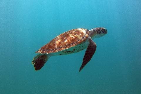 Schildkröten im Wasser beim Schnorcheln am Browns Beach am Carlisle Bay in Barbados - 16.01.2018: Schnorcheln auf Barbados mit der MSC Fantasia