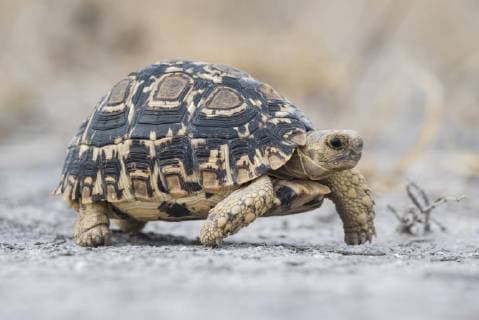 Stutz-Gelenkschildkröte (Kinixys spekii), Nxai Pan Nationalpark, Ngamiland District, Botswana, Afrika Copyright: imageBROKER/MatthiasxGraben ibxdrn04628894.jpg