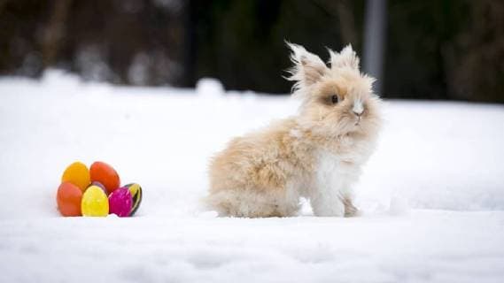 Themen der Woche Bilder des Tages Pekingteddy-Kaninchen Teddy (4) am 29. Maerz 2018 im Schnee. Ostern im Schnee, 29.03.18 Scharbeutz Schleswig-Holstein Germany Copyright: xAgentur54Gradx xFelixxKoenigx