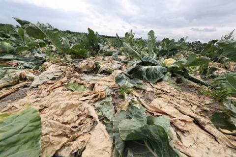 IMAGO Nature: Unsere Erde, Klimawandel, Dürren News Themen der Woche KW28 News Themen der Woche News Bilder des Tages Ronnenberg, Gemüsebauer Thomas Scheu vor vertrockneten Blumenkohl Pflanzen, Dürre, Trockenheit, Landwirt,