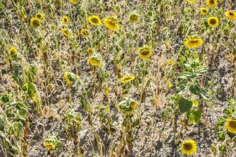 IMAGO Nature: Unsere Erde, Klimawandel, Dürren News Bilder des Tages 06.08.18, Hannover , Sonnenblumen Trockenheit Dürre Hitze