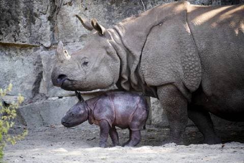 Entertainment Bilder des Tages Der neugeborene Nashorn, der noch keinen Namen hat, ist fotografiert mit der Panzernashornkuh Betty im Tierpark Berlin am 6. August 2018. Das Jungtier ist das siebte Jungtier, was Betty auf der Welt bringt. Nachwuchs bei Panzernashoerne im Tierpark Berlin